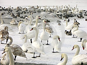 Flock of swans and ducks