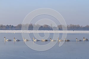Flock of swans in the ranks