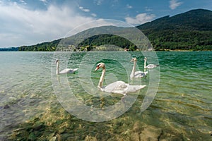 A flock of swans strolls in the waters of Lake Mondsee in Austria