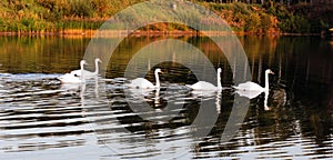 A flock of swans on vacation.