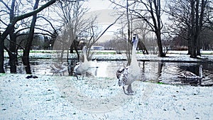 A flock of swans winters in the city of Slupsk in Poland on the water channel photo