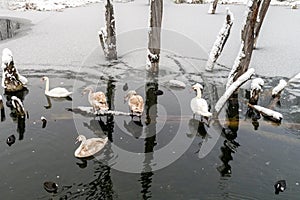Flock of swans at the wintertime