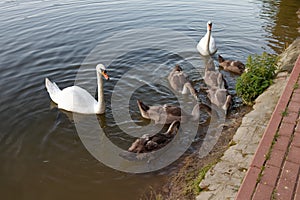 A flock of swans with young ones