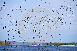 Volga river. Russia. Swifts. photo