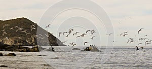 A Flock of Terns in Flight and Cormorants on the Rocks photo