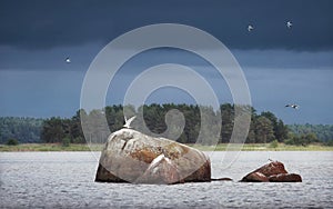 Flock of terns at stones with dramatic blue sky. Clean nordic nature of Baltic sea, gulf of Finland