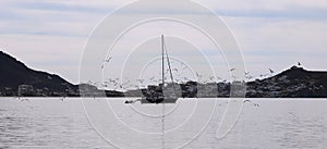 A Flock of Terns Surrounds a Sailboat