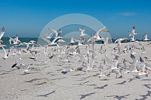 Flock of terns take off from beach