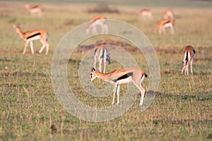 Flock with Thomson`s gazelles on the savannah