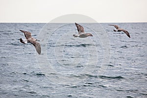 Flock of three seagulls