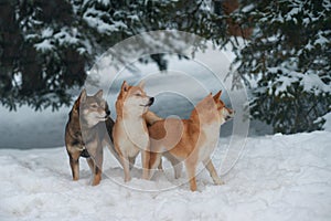 A flock of three Siba inu dogs walk in a snow-covered forest
