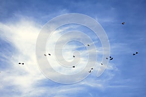 flock of thrushes flying