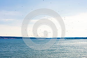 Flock of tiny birds on seascape background with clody sky. Bright blue ocean