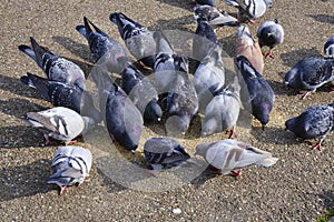 Flock of trash pigeons feeding