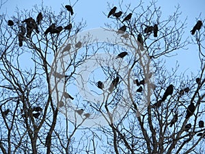 Flock of tree birds resting emigration many