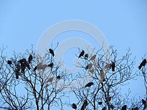 Flock of tree birds resting emigration many photo