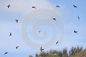 Flock Of Tree Swallows In Flight