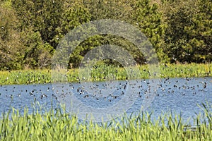 Flock of tree swallows skims the water for fish, Georgia.