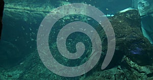 Flock of tropical fish swims over coral reef with stones in sea or aquarium