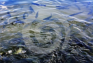 A flock of trout floating in a shallow river with pebbles.