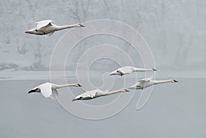 Flock of Trumpeter Swans Flies Over River photo