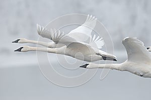 Flock of Trumpeter Swans Fly Past