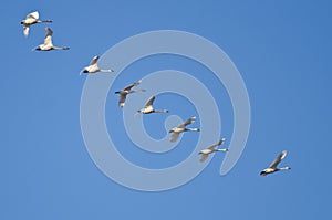 Flock of Trumpeter Swans Flying in a Blue Sky