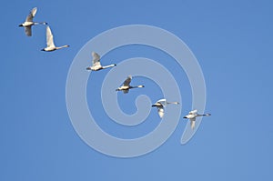 Flock of Trumpeter Swans Flying in a Blue Sky