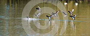 Flock of Tufted Duck  Aythya fuligula in flight