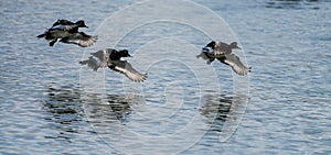 Flock of Tufted Duck  Aythya fuligula in flight