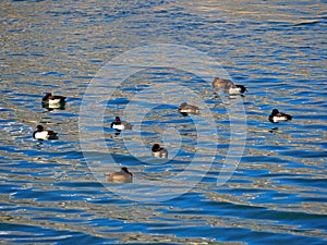 Flock of tufted duck, diving duck in black white with yellow eyes floating in green lake in Austria, Europe