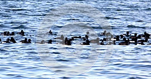 Flock of tufted ducks swimming