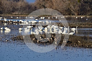 Tundra Swans - San Luis NWR, Los Banos photo