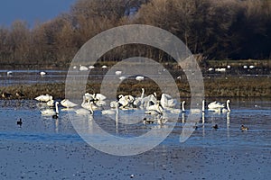 Tundra Swans - San Luis NWR, Los Banos photo