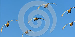 Flock of Tundra Swans Coming In To Land