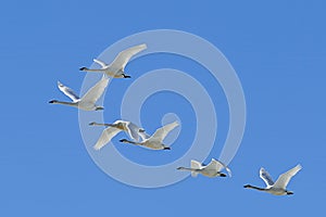 Flock of tundra swans flying in the sky