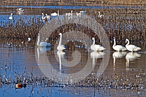 A flock of Tundra Swans - San Luis NWR