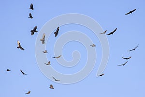 Flock Of Turkey Vultures