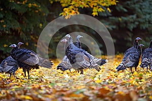 Flock of turkeys in autumn fall leaves.