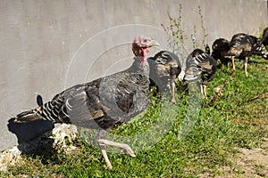 Flock of turkeys grazes on the road