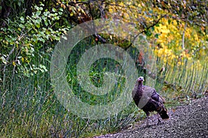 Flock of Turkeys on Road in Forest in Autumn