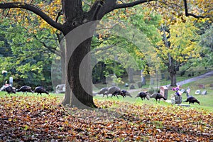 Flock of Turkeys Walking Through Cemetery