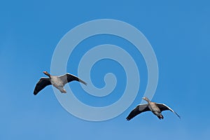 A flock of two migrating greylag geese flying in formation against blue clear sky. photo