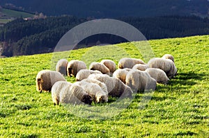 Flock of latxa sheep