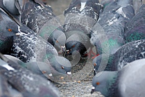 A flock of urban pigeons pecking grain