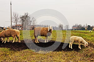 flock in the valley photo