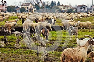 flock in the valley, sheep and goats are moved from one area to another through drained land. photo