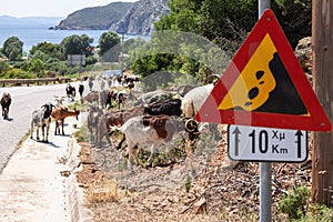 Flock of various colors goats, despite warning road sign about rockfall, crosses highway and climbs hill