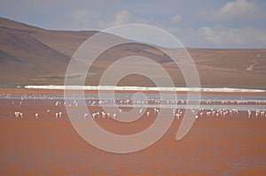 Flock of vibrant pink flamingos in the lake