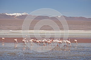Flock of vibrant pink flamingos in the lake